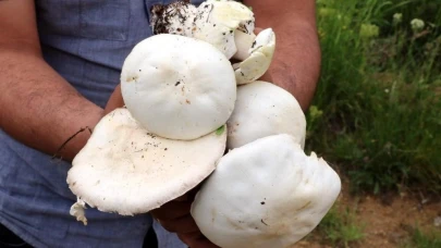 2 bin rakımın üzerinde yetişen mantarları topluyorlar