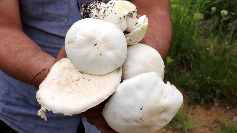 2 bin rakımın üzerinde yetişen mantarları topluyorlar