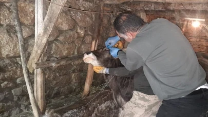 Yüksekova’da hayvanları kimliklendirme ve aşılama çalışması