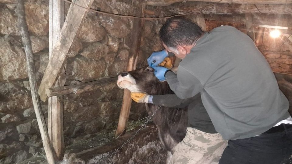 Yüksekova’da hayvanları kimliklendirme ve aşılama çalışması