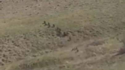 Domuz sürüsü objektiflere yakalandı