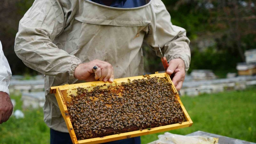 Kış uykusundan uyanan arılar yeni sezona hazırlanıyor