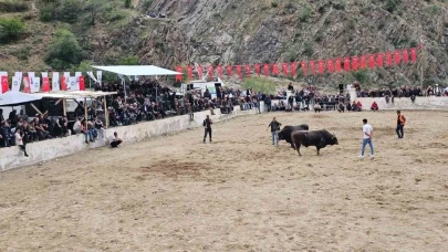 İspir’de boğalar sahada sahipleri saha dışında birbirine girdi