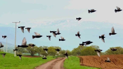 Bitlis'in İron Sazlığına kuş akını