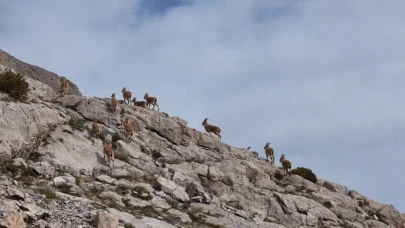 Erzincan'da kayalıkları mesken tutan yaban keçileri havadan görüntülendi