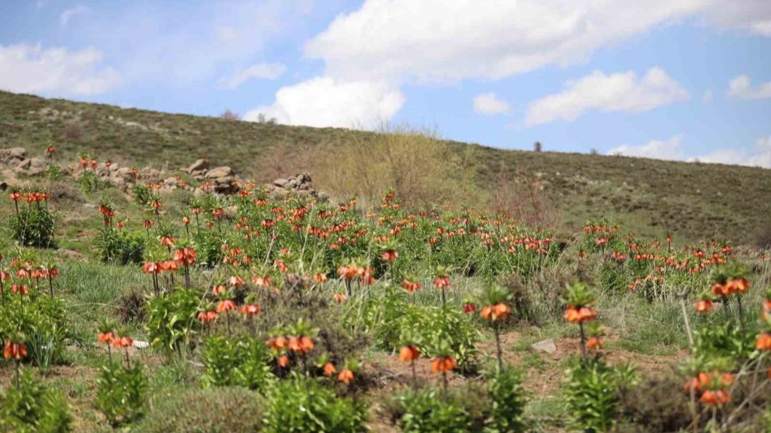 Sadece 20 gün açan ters laleyi koparmanın cezası araba parası