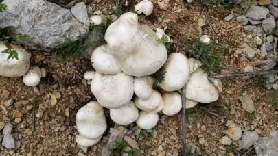 Dağlarda kendiliğinden yetişiyor, kilosu bin 250 TL’den satılıyor