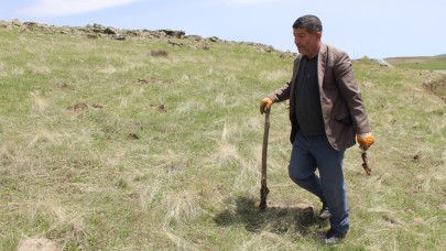 Patnos’un Yaylalarında Şifa Kaynağı: Kenger Otu