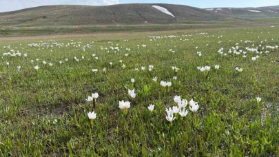 Erek Dağı eteklerindeki Keşiş Gölü kardelenlerle bezendi