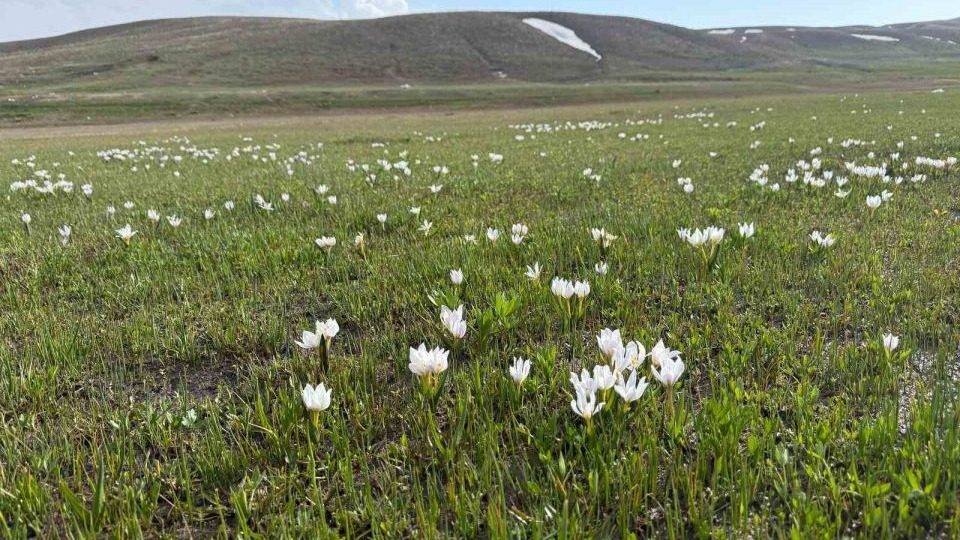 Erek Dağı eteklerindeki Keşiş Gölü kardelenlerle bezendi