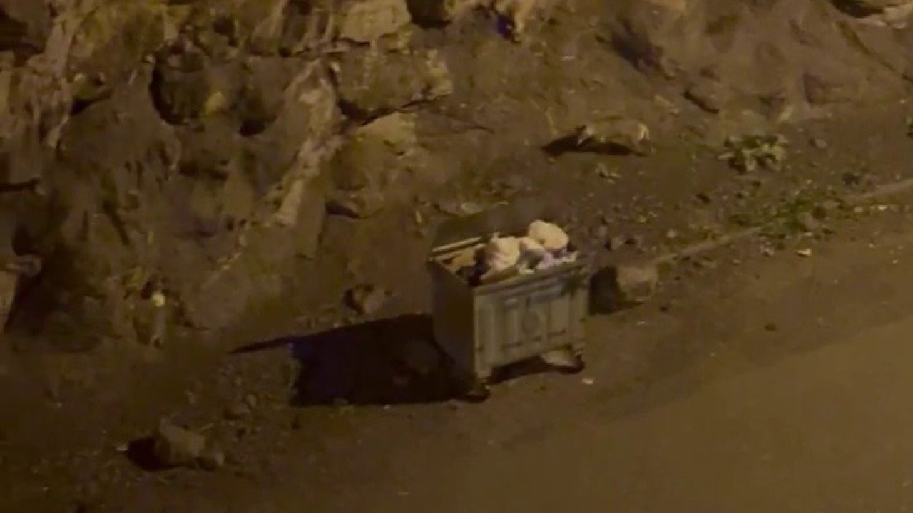 Aç kalan kurt sürüsü ilçe merkezine indi