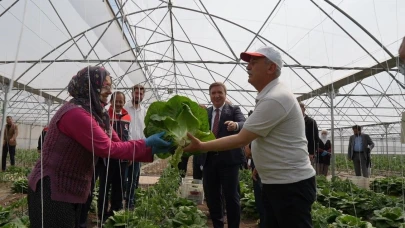 Seralarda marul hasadı başladı