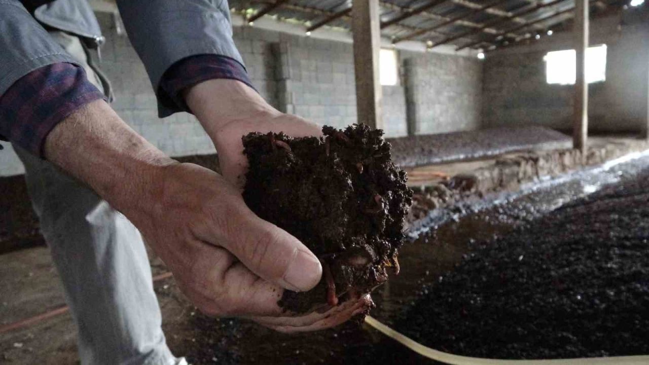 Sıvı solucan gübresiyle tarımda yüzde 30 verim artışı