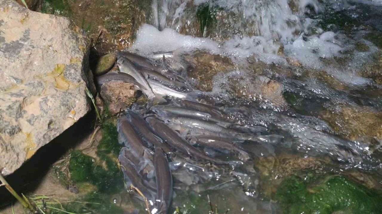 İnci kefalinin Van Gölü’nden tatlı sulara göçü devam ediyor