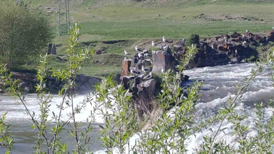 Martıların inci kefali ’nöbeti’