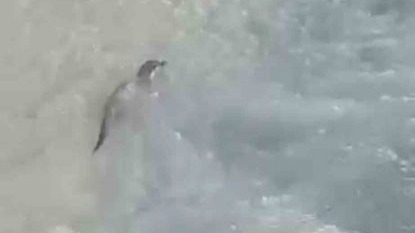 Yüksekova’da su samuru görüntülendi