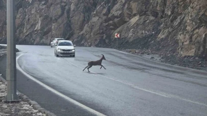 Dağ keçileri kara yoluna indi