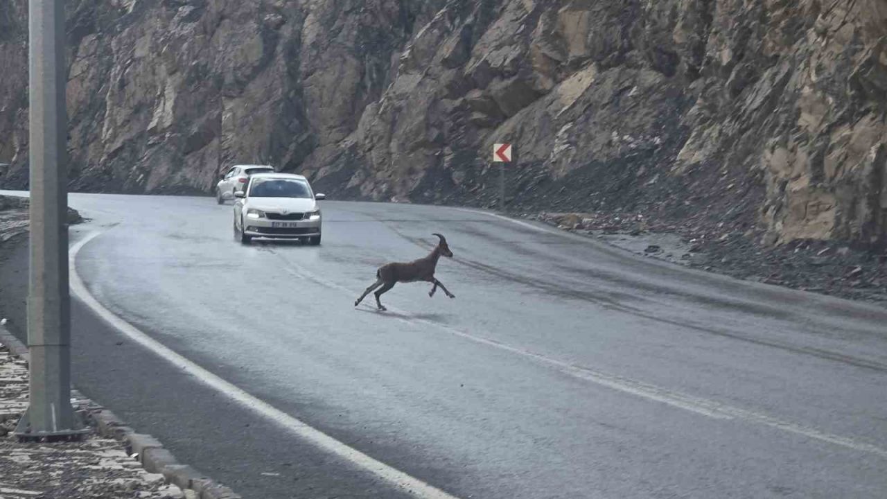 Dağ keçileri kara yoluna indi