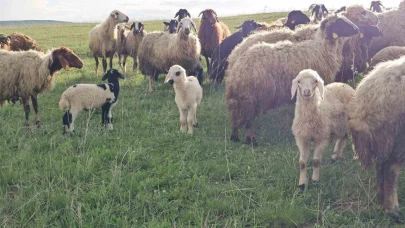 Besicilerin 7 aylık yayla göçü başladı