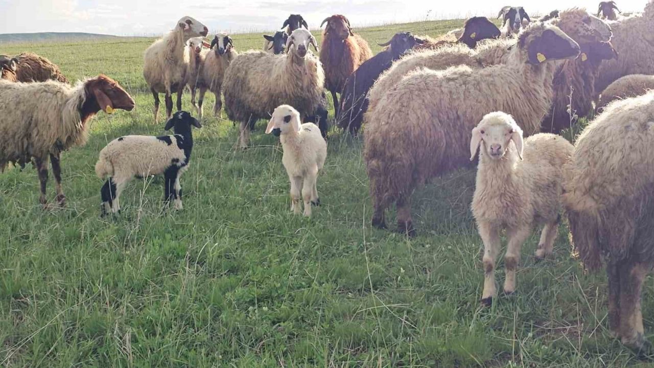 Besicilerin 7 aylık yayla göçü başladı