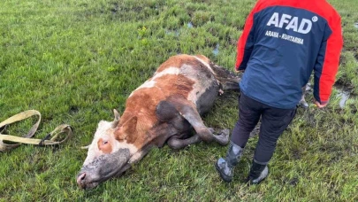 Bataklığa saplanan inek böyle kurtarıldı