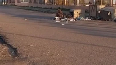 Mahalleye inen bozayı çöpte yiyecek aradı