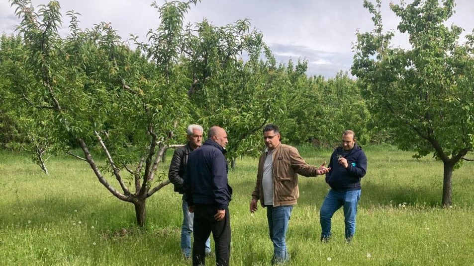 Mühendisler kayısı hastalıkları ve zararlılarına ilişkin gözlemde bulundular