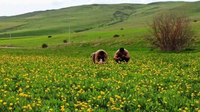 Bitlis Ahlat’ta ovalar düğün çiçekleri ve mor sümbüllerle şenlendi