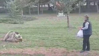 Erzincanlı bir vatandaş Çemşit ismini verdiği bozayıyı besledi, eşi kayıt altına aldı