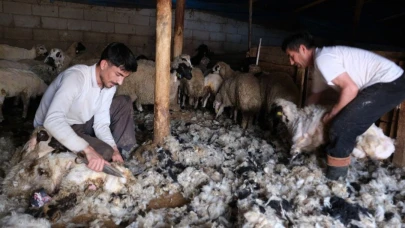 Kuzu kırkım sezonu Erzincan'da başladı