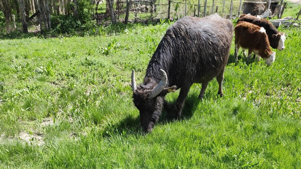 Malazgirt’ten kaçan manda Patnos’ta ortaya çıktı; 50 kilometre yürümüş, Murat Nehri’ni geçmiş