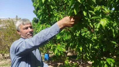Zirai donun zarara yol açtığı Malatya’da kiraz yaprağı ümit oldu
