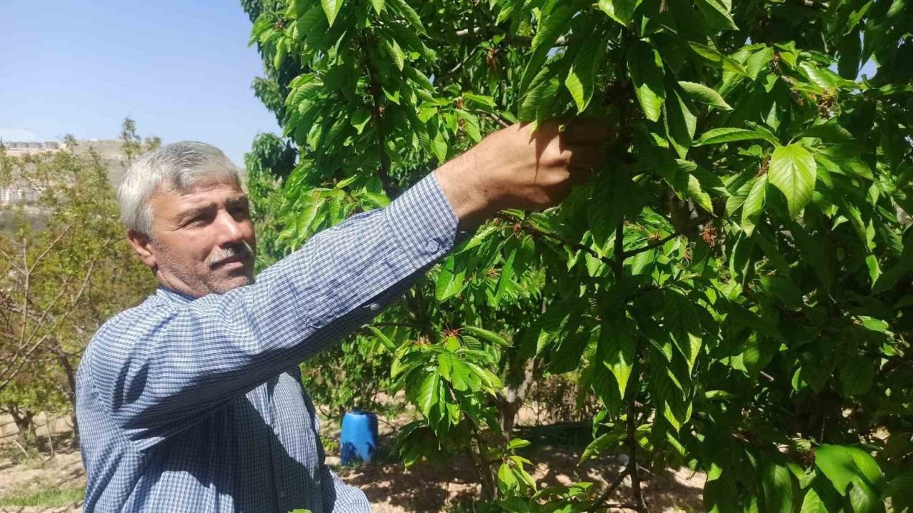 Zirai donun zarara yol açtığı Malatya’da kiraz yaprağı ümit oldu