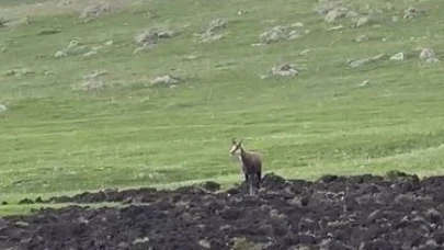 Ardahan’da çengel boynuzlu dağ keçisi görüntülendi