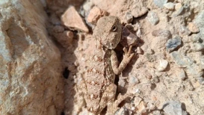 Erzincan’da nesli tükenme tehlikesi altındaki ‘Bozkır Keleri’ görüntülendi
