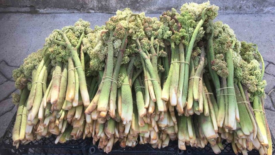 Erzincan Tercan’da ‘yayla muzunun’ destesi 50 ila 80 TL’den satışta