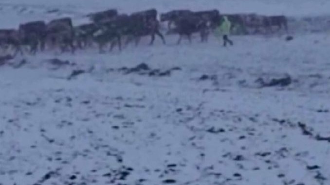 Ardahan’da aniden bastıran kar çobanlara zor anlar yaşattı