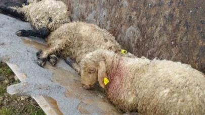Erzincan’da ağıla giren kurtlar 15 kuzuyu telef etti, 15’ini yaraladı, 30’u ise kayboldu