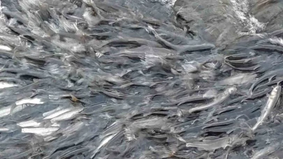 İnci kefalinin zorlu göçü devam ediyor