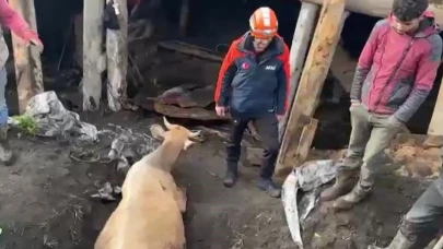 Sağanağın etkisiyle ahır çöktü, hayvanlar enkaz altında kaldı