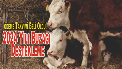 2024 Yılı Buzağı Destekleme ödeme Takvimi Beli Oldu