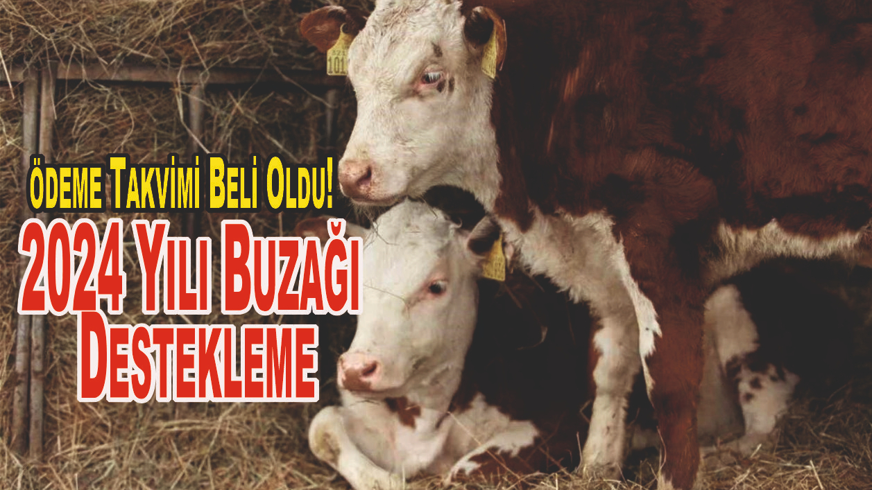 2024 Yılı Buzağı Destekleme ödeme Takvimi Beli Oldu