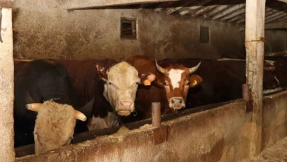 Erzurum’da kurbanlık satışında bekleyiş sürüyor