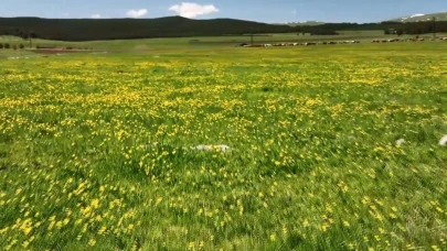 Kars’ta sarıçiçekler görenleri büyülüyor