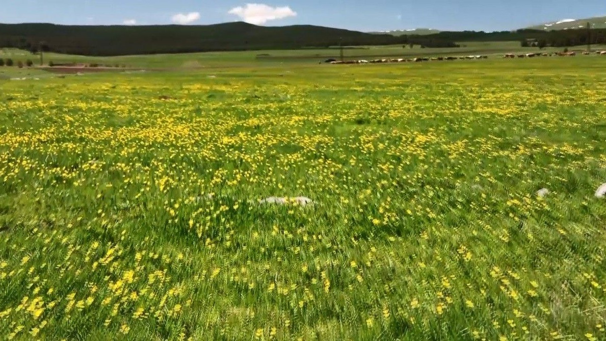 Kars’ta sarıçiçekler görenleri büyülüyor