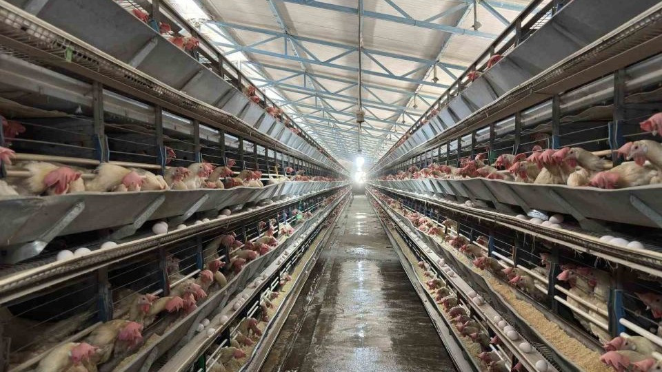 Yumurta tavukçuluğu sektöründe 80 bin adet tavuk bulunan işletmeye ek olarak yeni tesis geliyor