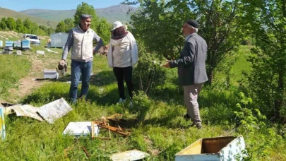 Bal avcısı ayılar ikinci kez arı kovanını saldırdı