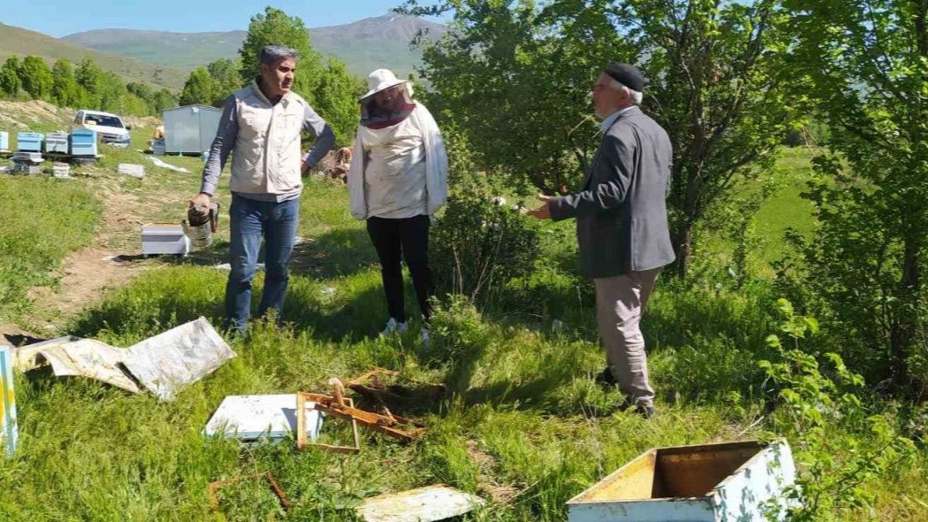 Bal avcısı ayılar ikinci kez arı kovanını saldırdı