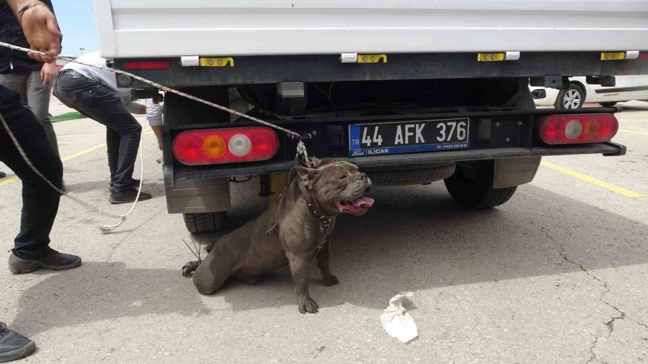 Malatya’da etkinlikte pitbull dehşeti: Bir kadın yaralandı