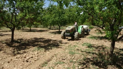 Malatya’da yeniden yeşeren kayısı ağaçları çiftçileri umutlandırdı
